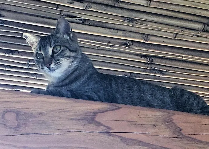 Country Monigio ロッジ Quattro Pani